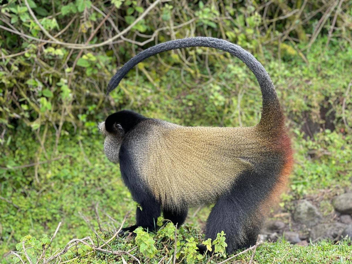 Virunga Homes Рухенгери Екстериор снимка