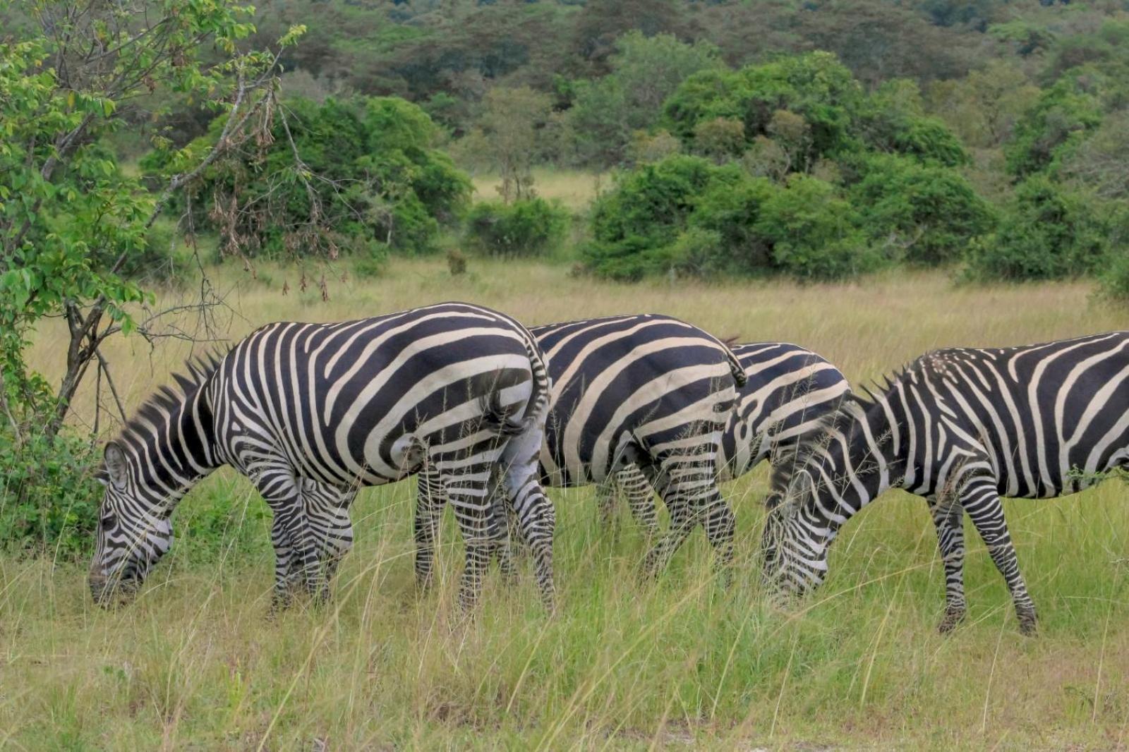 Virunga Homes Рухенгери Екстериор снимка